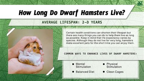 how long do dwarf hamsters live|lifespan of a dwarf hamster.